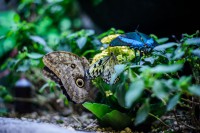 /album/fotogalerie-papilonia-motyli-dum-praha/motyli-ze-vsech-koutu-sveta-presto-vedle-sebe-spokojene-hoduji-jako-velci-kamaradi-jpg/
